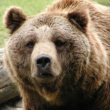 Der europäische Braunbär